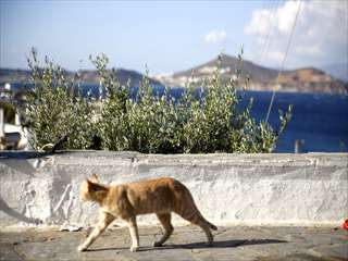 ギリシャ-風景-猫